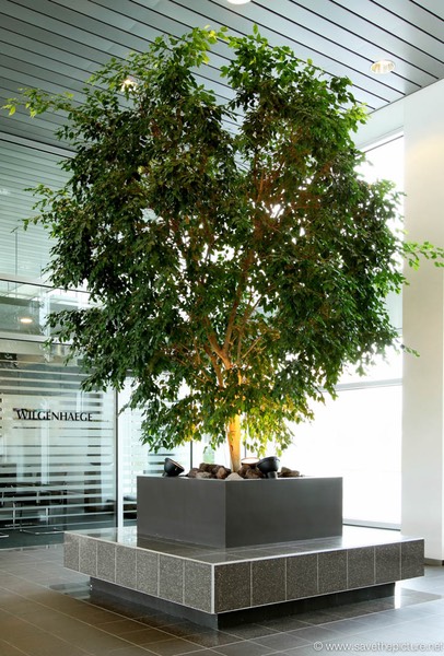Transpolis indoor tree