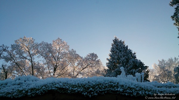 Winter_frost_trees, Czech Republic
