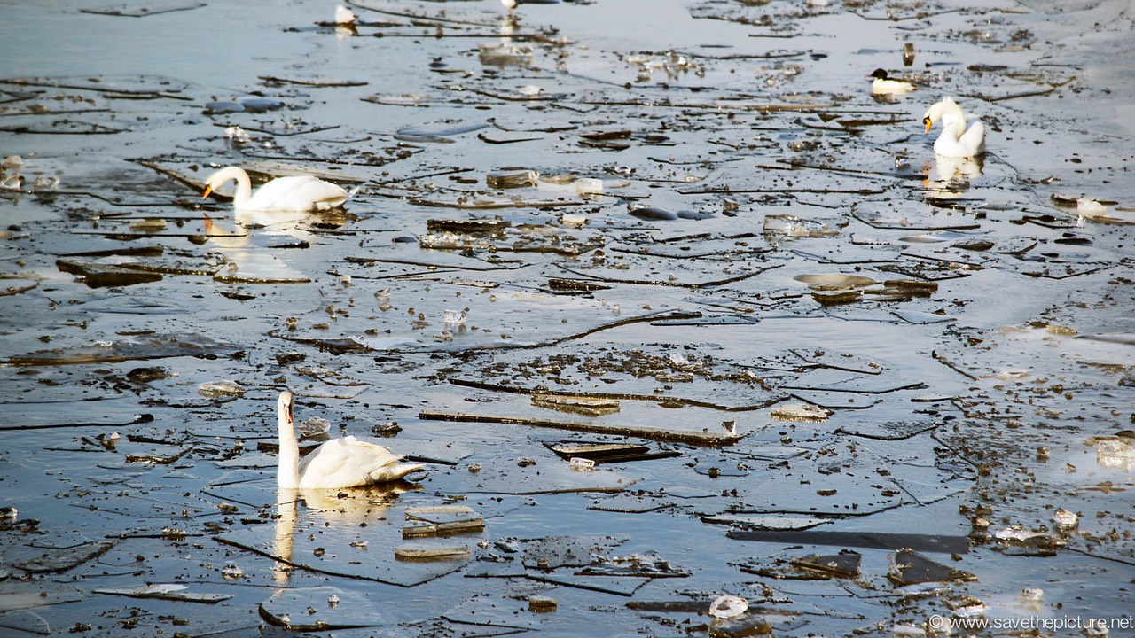 Amsterdam frozen canals, swans