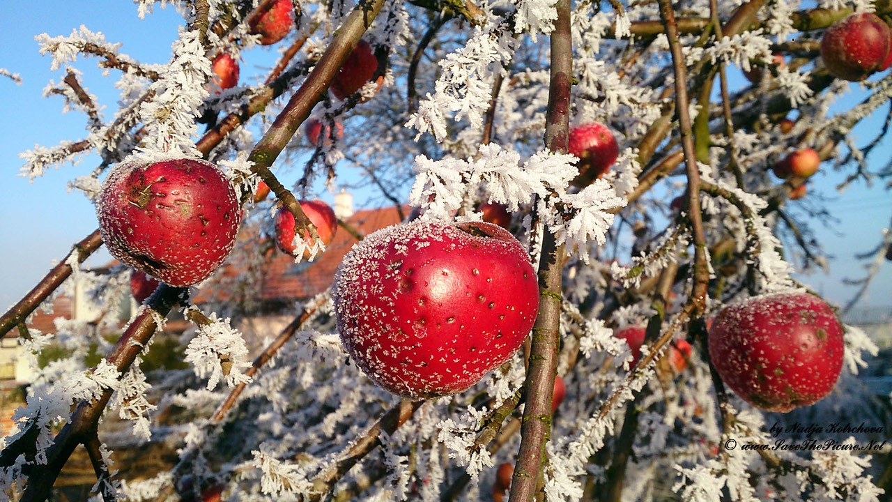 Frost_on_the_apples, Czech Republic