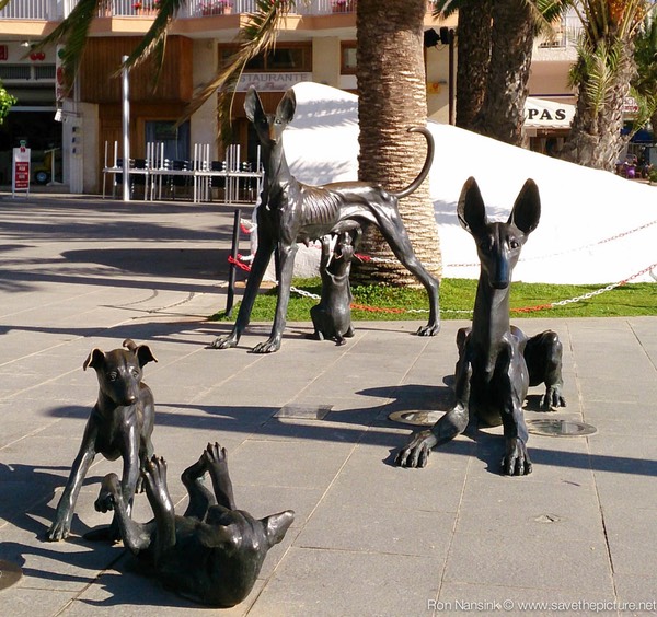 Ibiza retreats Natural Tuning Podenco"s