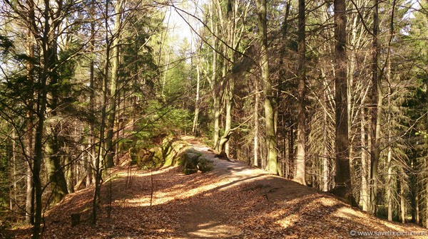 Path to the Taikiken early morning meditation spot