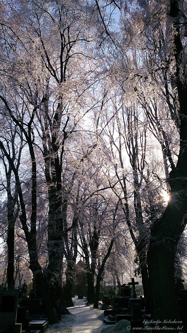 White_stillness_Cemetery, Czech Republic